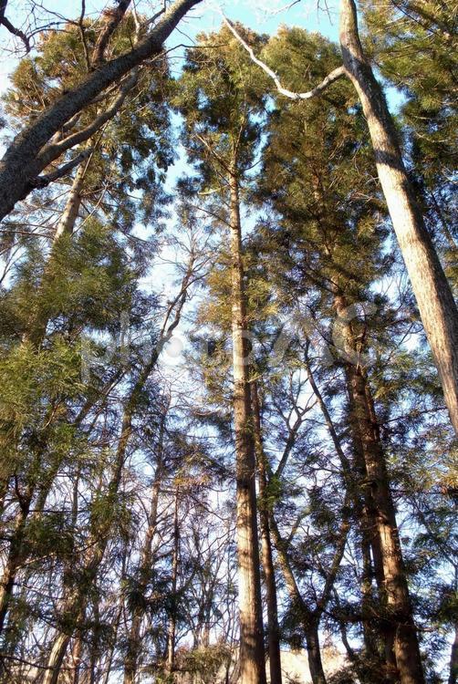 大きなヒノキの木 檜,ヒノキ,植林の写真素材