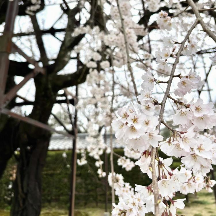 しだれ桜 桜,さくら,しだれ桜の写真素材