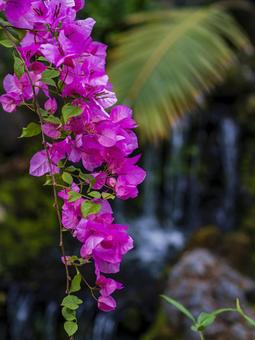 鮮やかに咲く南国の花 鮮やかに咲く南国の花 花,ピンク,熱帯の写真素材