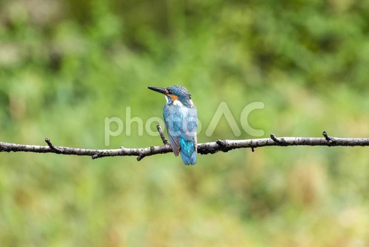 餌を探すカワセミ カワセミ,可愛い,野鳥の写真素材