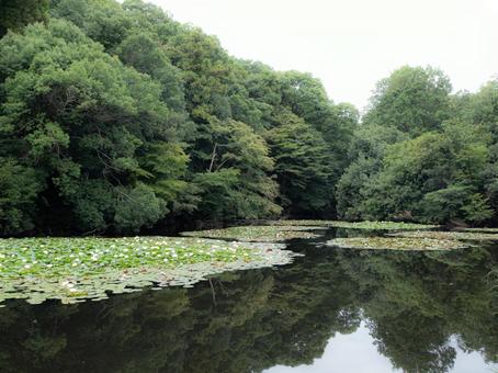 明治神宮南池 明治神宮南池 風景,明治神宮南池,睡蓮の写真素材