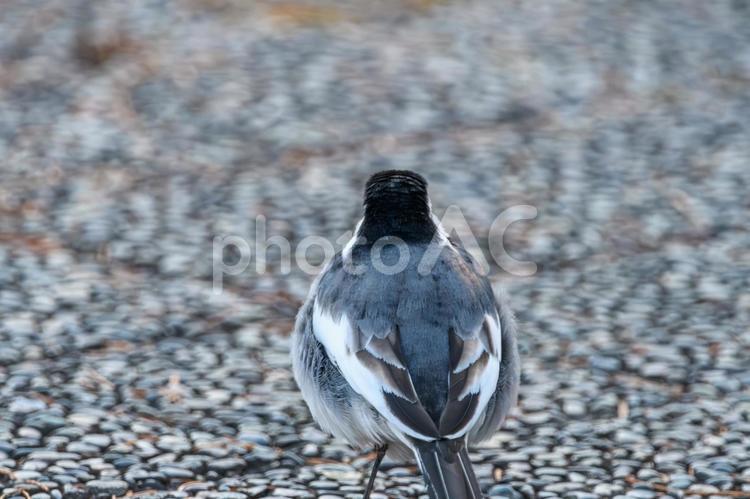背中を向けたハクセキレイ ハクセキレイ,鳥,野鳥の写真素材