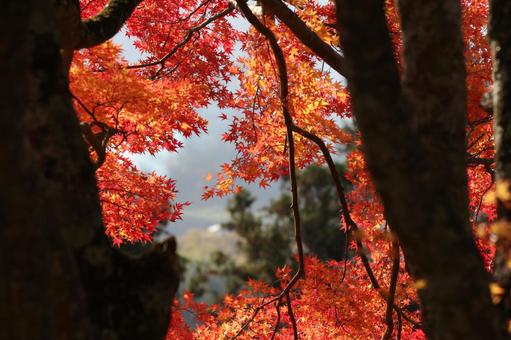 紅葉1 紅葉1の写真