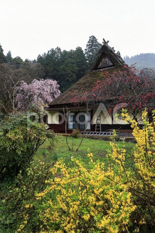 美山かやぶきの里 美山かやぶきの里,美山,美山町の写真素材