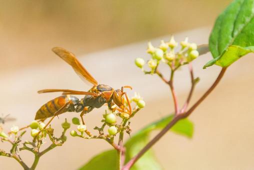 キイロスズメバチ 黄色スズメバチ,キイロスズメバチ,スズメバチの写真素材