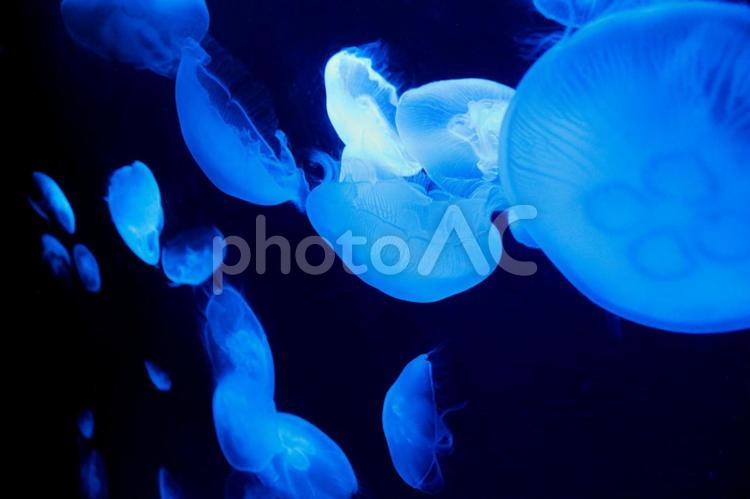 水族館のクラゲ くらげ,サンゴ,魚の写真素材