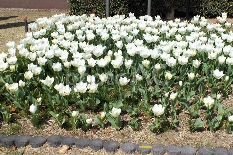 白で統一された美しいチューリップ花壇 チューリップ,白,統一の写真素材