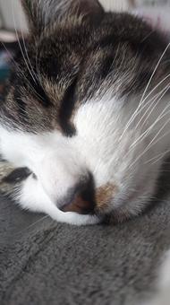 布団ねこ_2 ねこ,猫,ネコの写真素材