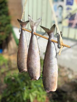 乾している魚 乾している魚の写真