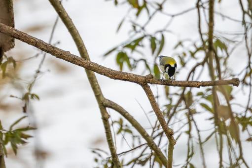 シジュウカラ(73)の写真