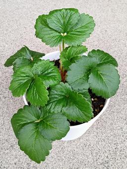 イチゴの栽培の写真