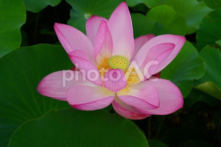蓮の花 長野県　信濃国分寺 癒し,はす,可憐の写真素材