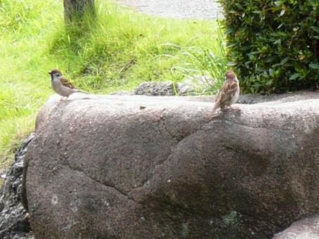 すずめ 二羽 すずめ 二羽の写真