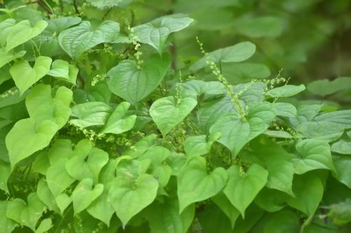 オニドコロ オニドコロ オニドコロ,花,草葉の写真素材