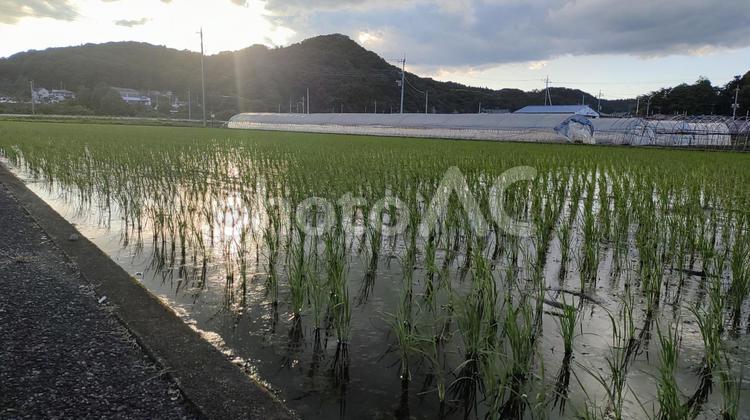 夕方の山と水田 屋外,風景,景色の写真素材