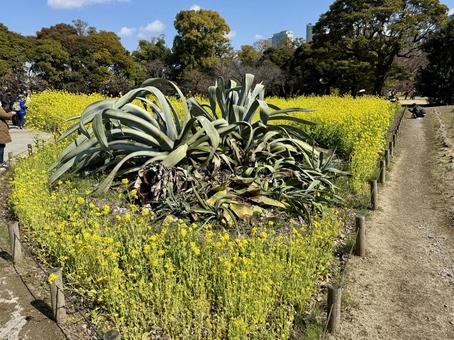 Rape blossoms at Hama-rikyu Park, JPG