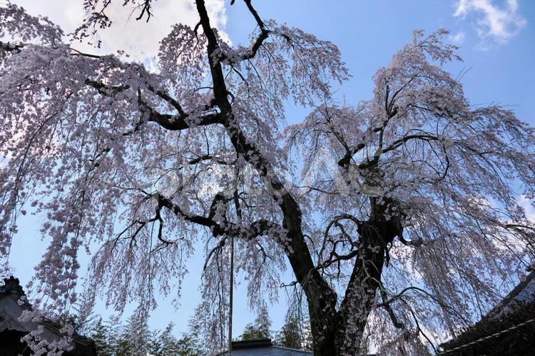 青空の下、大きく広がった枝垂れ桜 木,冬,自然の写真素材