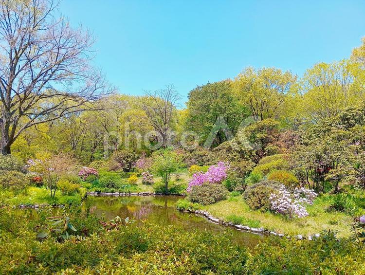 赤城自然園の春　群馬県渋川市 木,樹木,赤城自然園の写真素材