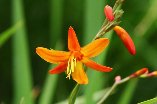 Photo, close-up, a flower, funnel shape, 
