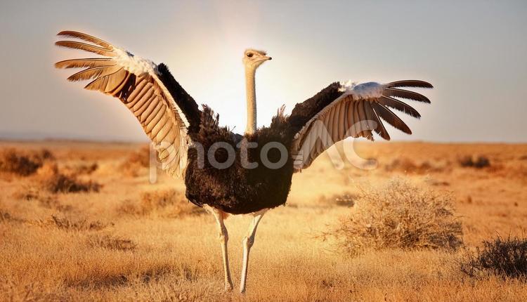 ダチョウ 鳥,バード,生き物の写真素材