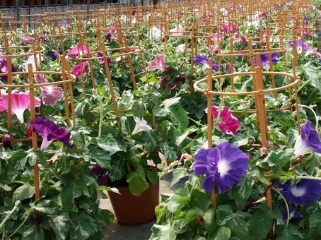 アサガオ・朝顔　咲く風景 アサガオ,草花,清涼感の写真素材