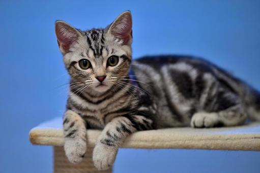 キャットタワーで偉そうにしている子猫 キャットタワーで偉そうにしている子猫 子猫,kitten,ねこの写真素材
