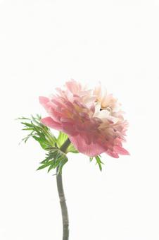 Whispers of Bloom Whispers of Bloomの写真