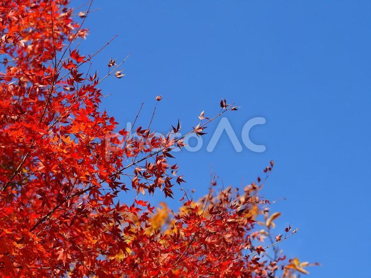 紅葉が綺麗なモミジと青空の風景写真 枝,木の枝,枯れ木の写真素材