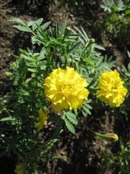 Photo, natural, marigold, flower, 