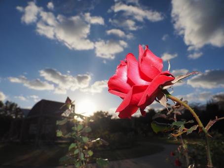 美しく咲く薔薇 美しく咲く薔薇の写真