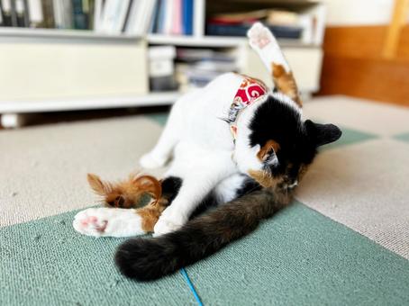 Photo, san mao cat, calico, cat, 