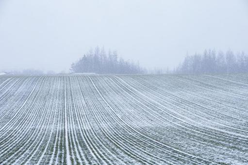 初雪が降った畑 初雪が降った畑 もや,北海道,林の写真素材