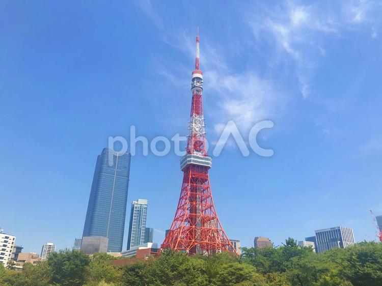 木々と東京タワー 東京タワー,木々,自然の写真素材