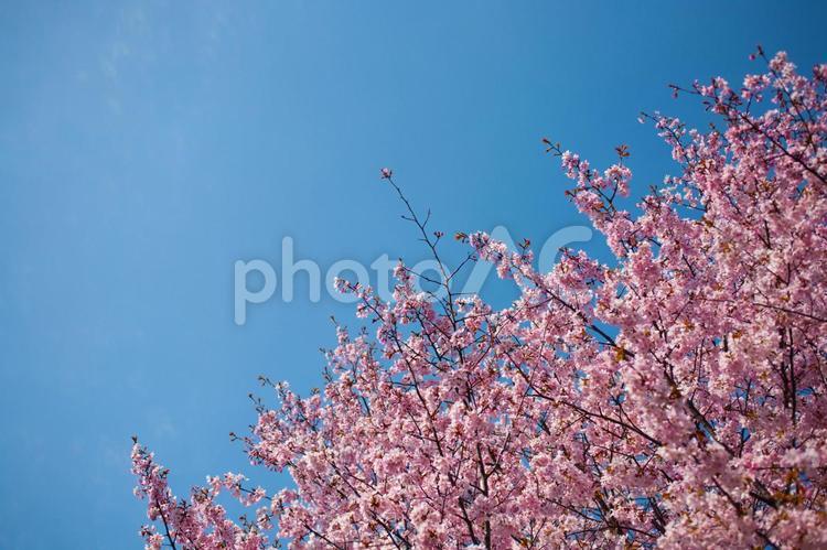 青空と桜 青空,空,青の写真素材