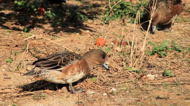みかん園で餌を探すヒドリガモのメス ヒドリガモ,秋,冬の写真素材
