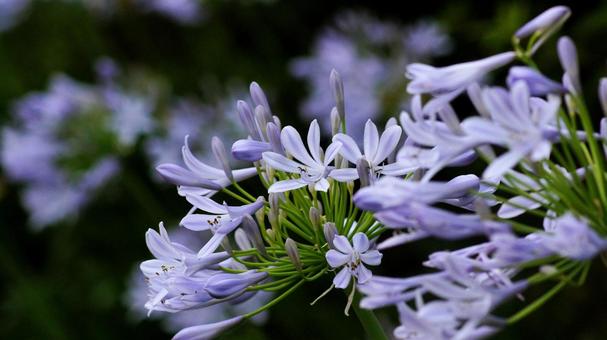 Agapanthus-195, JPG