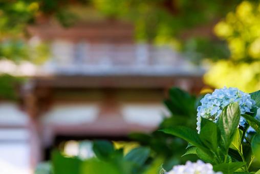 大阪久安寺の紫陽花 大阪久安寺の紫陽花の写真