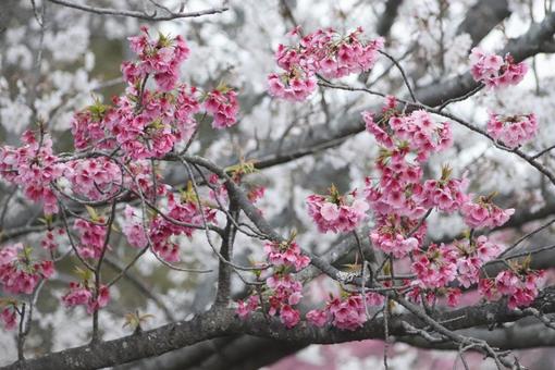 桜 桜の写真