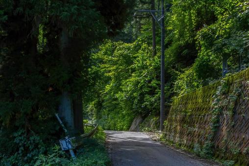 熊出没にご用心。人里離れた山道 山道,獣道,森林の写真素材