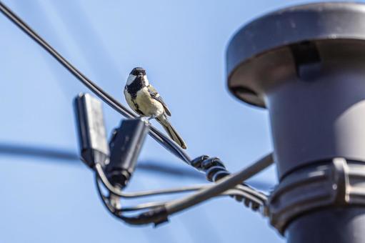 シジュウカラ(31) シジュウカラ(31)の写真