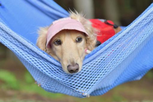 ハンモックに気持ちよさそうに揺られる犬 ハンモックに気持ちよさそうに揺られる犬の写真