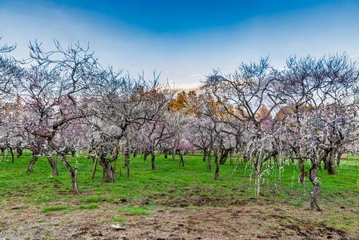偕楽園公園　満開の梅園 偕楽園,花,梅の写真素材