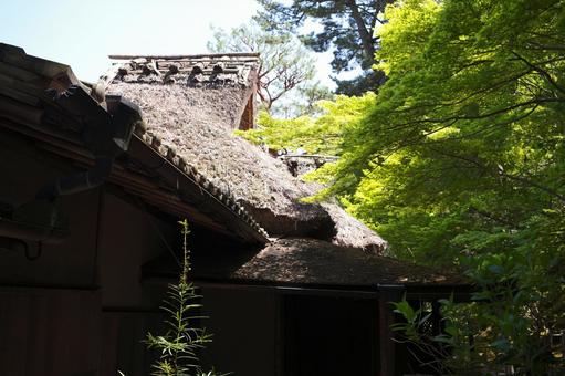 Photo, nara park, jicheng garden, early summer, 