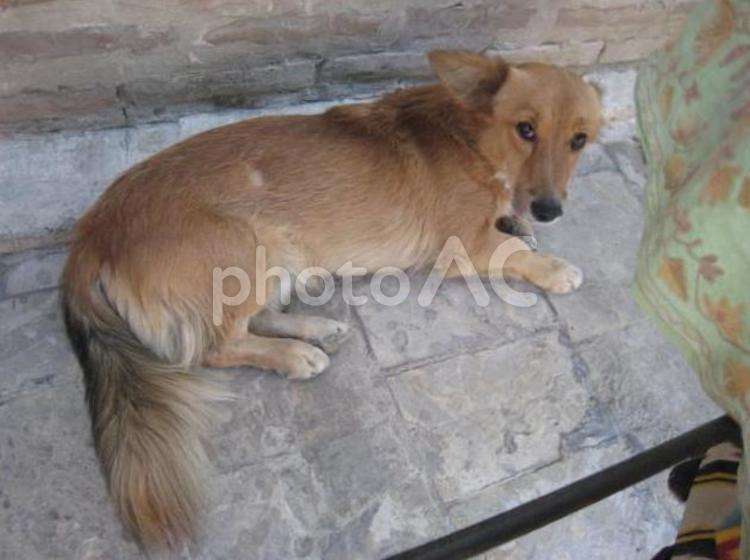 ウズベキスタン  ブハラの野良犬 海外,観光,旅行の写真素材