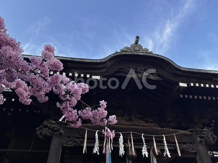 満開の河津桜と桜神宮 春,さくら,サクラの写真素材