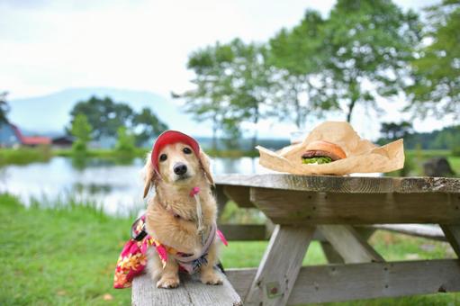 高原の池にある木製ベンチに座る犬 高原の池にある木製ベンチに座る犬の写真