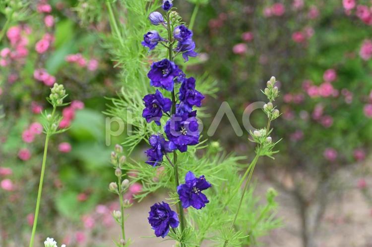 初めて見たヒエンソウの花 飛燕草,フラワー,美しいの写真素材