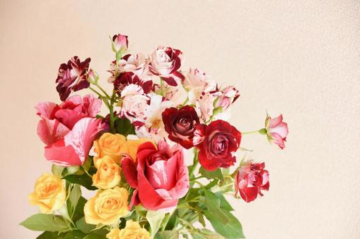 カラフルな薔薇 ピンク,黄色,絞りの写真素材