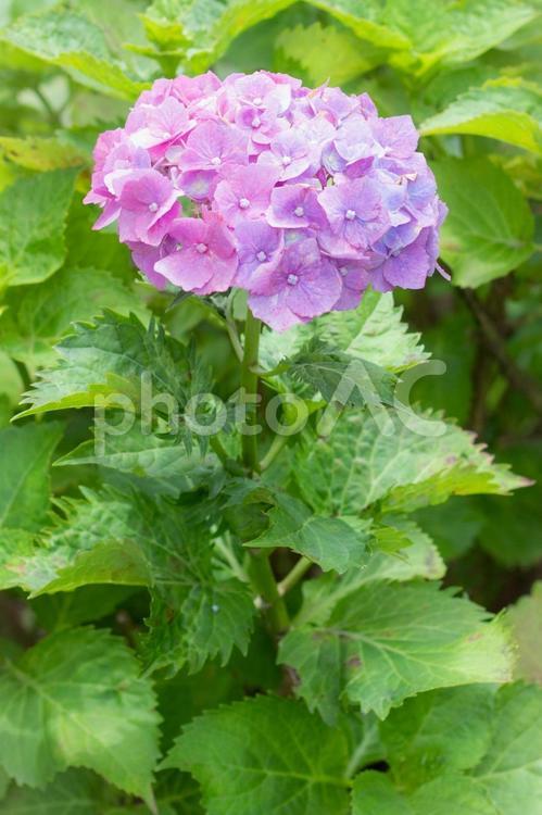 京都宇治三室戸寺のあじさい 紫陽花,あじさい,アジサイの写真素材