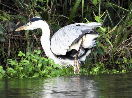 獲物を狙うアオサギ 鳥,野鳥,アオサギの写真素材
